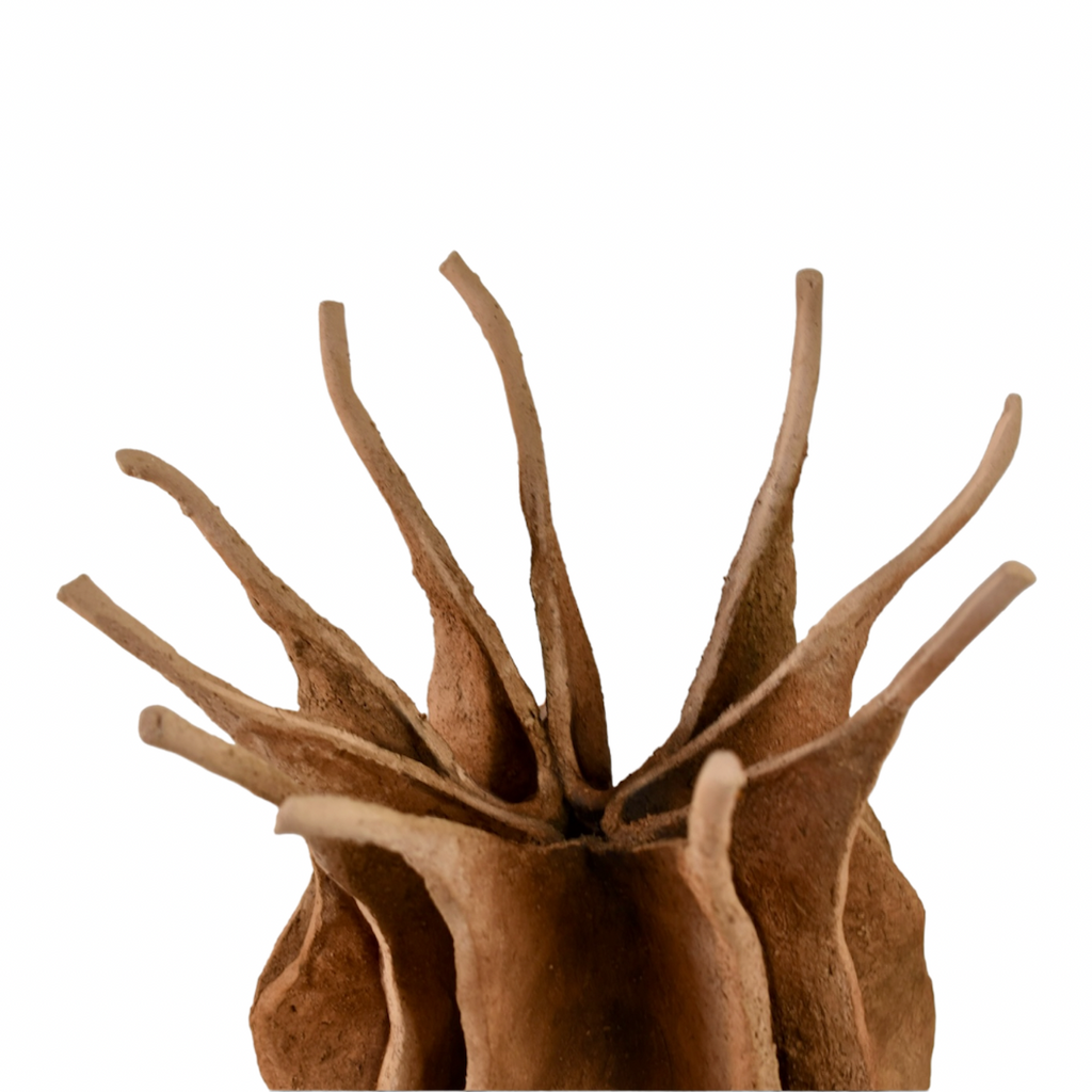 Nigella damascena – escultura original en Canarias – María Betancor
