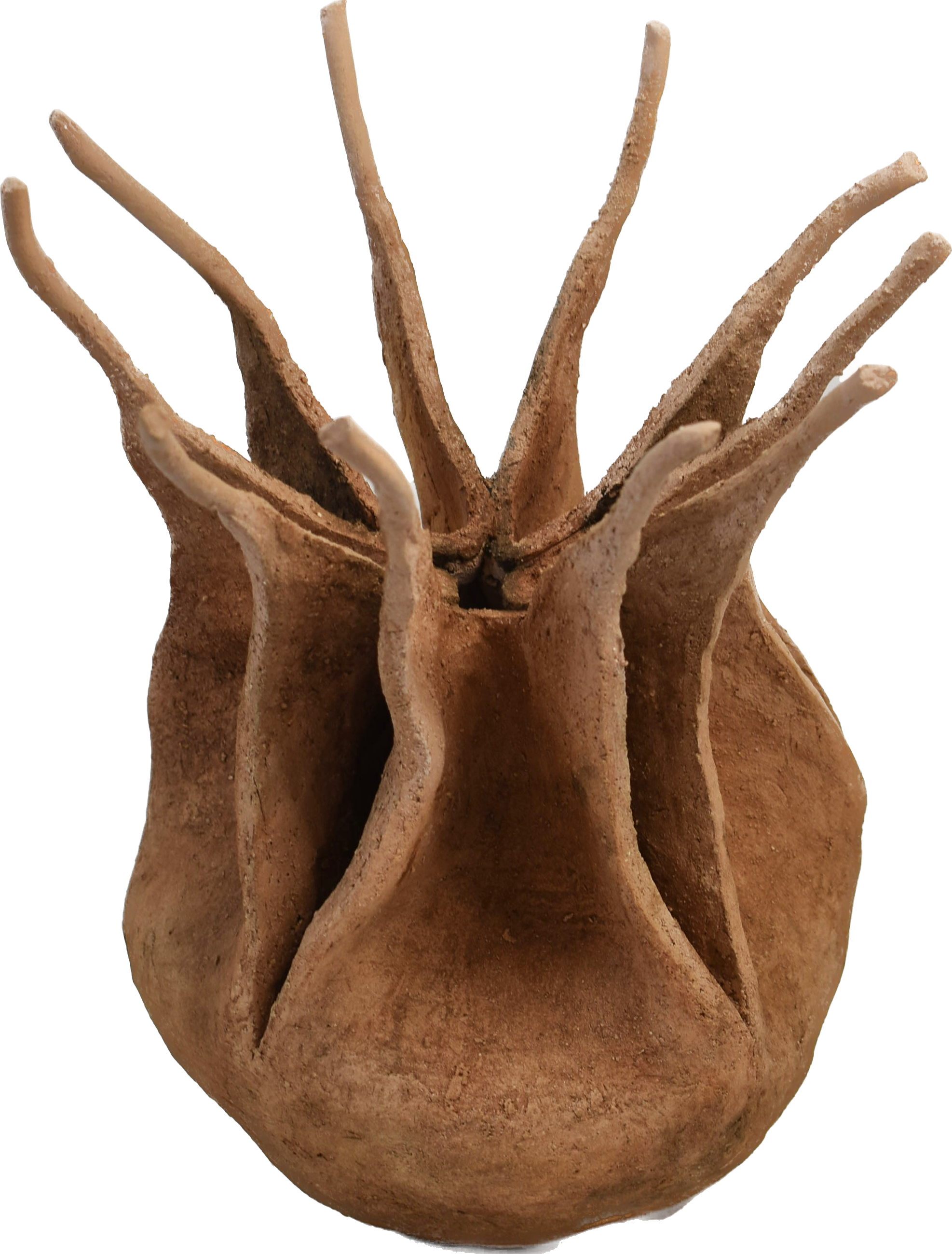 Nigella damascena – escultura original en Canarias – María Betancor
