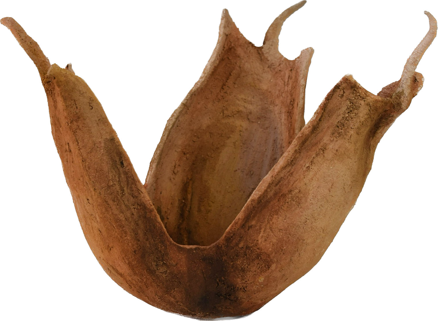 Colchicum psammophilum – escultura original en Canarias – María Betancor
